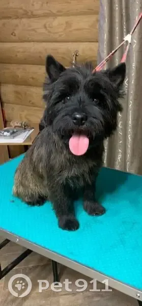 Пропал собака, мужской, Истринская улица, 70, Андреевское - керн терьер, тигровый окрас - photo