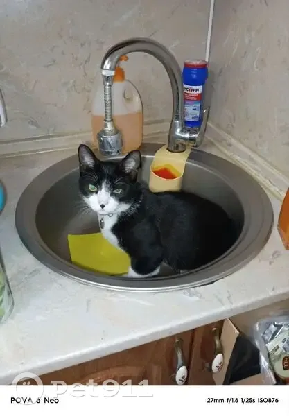 Пропал кот, 1-я Новозаводская улица, 50, Тверь - черно-белый окрас, кастрированный - photo