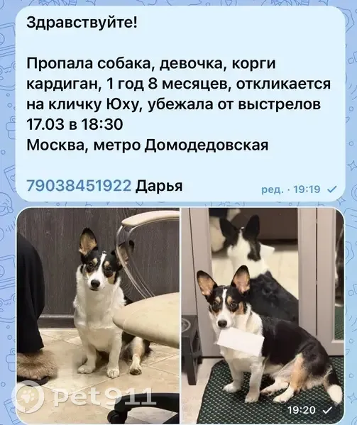Пропала собака, Домодедовская улица, 23 к1, Москва - photo