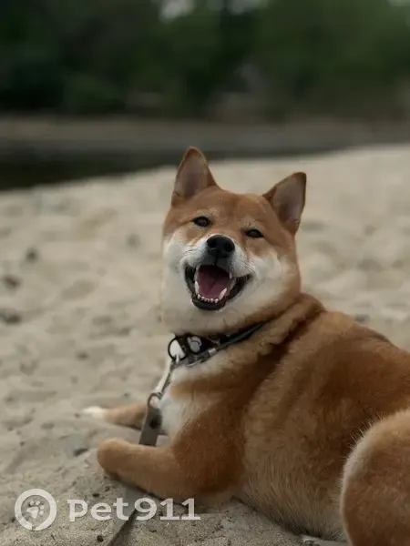 Пропал собака, Волгоград, Волгоградская область - убежал в дырку в заборе - photo