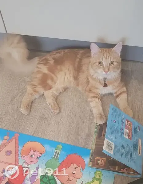 Пропала кошка, Романовское сельское поселение, Ленинградская область - рыжая с пушистым хвостом - photo