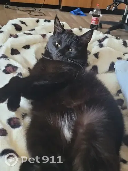 Пропал кот, проспект Седова, Екатеринбург - кисточки на ушах, чёрный с белым пятном - photo