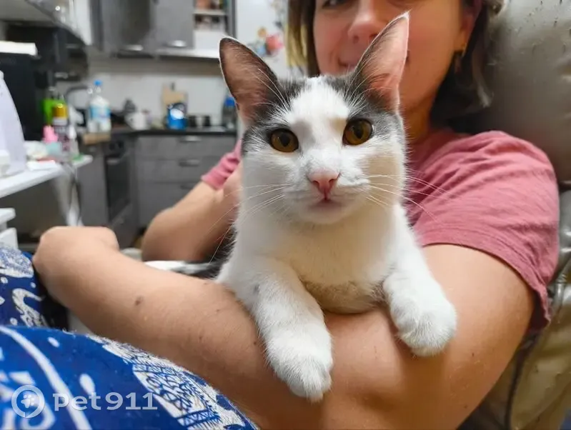 Пропала кошка, улица Крылова, 26, Сургут - белая, выпрыгнула из окна - photo