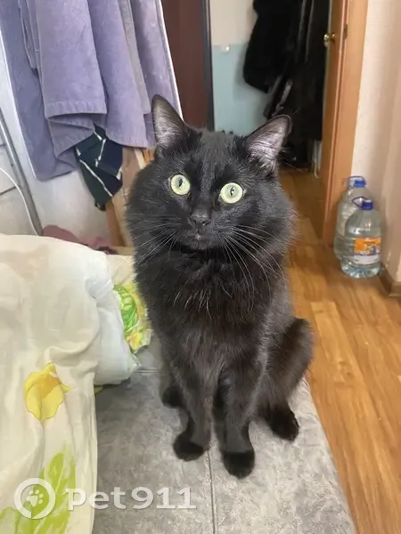 Пропал кот, улица Вильгельма де Геннина, 45, Екатеринбург - черно-коричневый и пушистый - photo