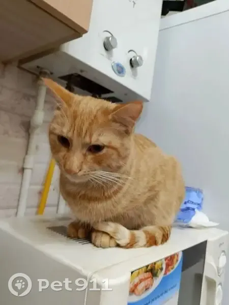 Пропал кот, Сураж, Брянская область - рыжий с белыми полосками на хвосте - photo