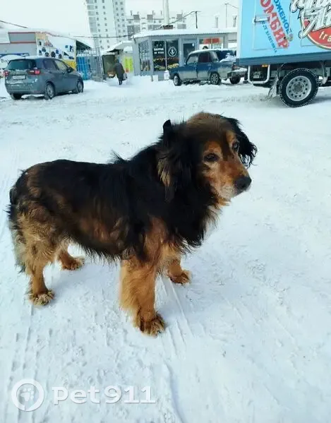 Пропал собака, мужской, Латвийская улица, Челябинск - пушистые лапы - photo