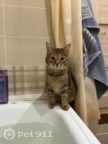 Пропал кот, проспект Героев, Сосновый Бор - пугливый и упитанный - photo