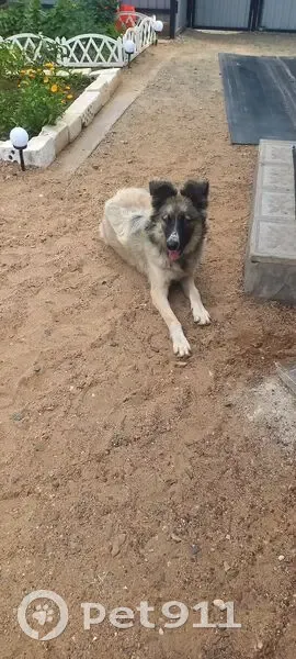 Пропала собака, девочка, улица 1 Мая, Орск - photo