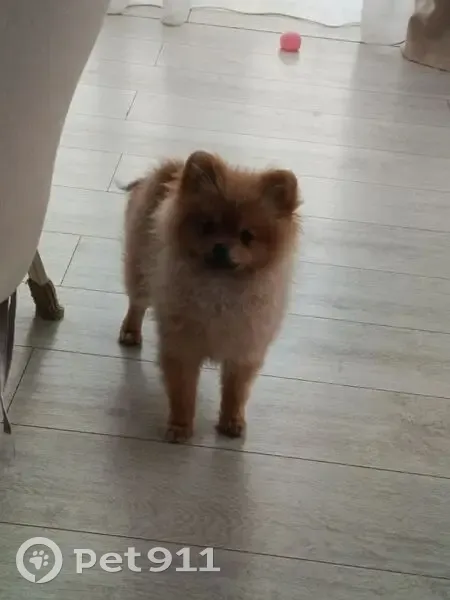 Пропала собака, Низино, Ленинградская область - рыжая девочка 6 мес. - photo