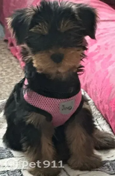 Пропала собака, улица Фатыха Амирхана, 22, Казань - черная с рыжими ушками - photo