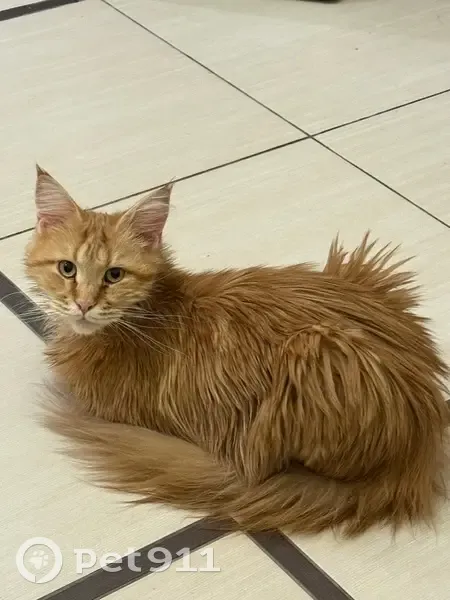 Пропала кошка, Смоленская улица, 83, Волжский - рыжая мейн-кун - photo