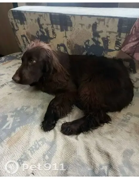 Пропала собака, Южная улица, 1, Одинцово - коричневая - photo