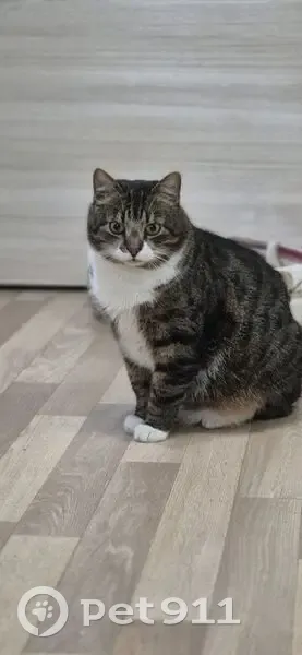 Пропал кот, улица Бабушкина, 95 к1 литЮ, Санкт-Петербург - нуждается в лекарствах - photo