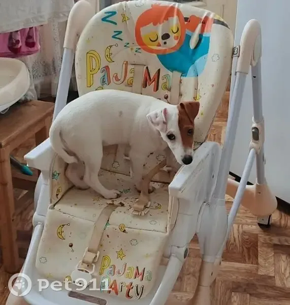 Пропала собака, Украинское шоссе, 14, Донецк - белая с коричневым пятном - photo