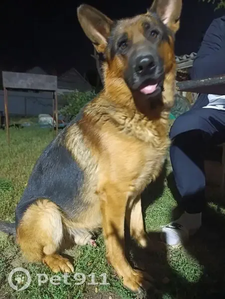 Пропал собака, улица Славы, Астрахань - кличка Алтай, сбежал со двора - photo