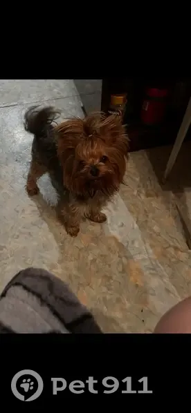 Пропала собака, Акмолинская улица, 45, Ростов-на-Дону - растрепанный хвостик - photo