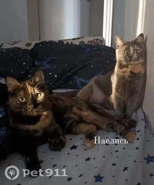 Пропала кошка, переулок Серафимовича, Воронеж - стерилизована, сломан хвост - photo