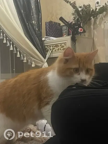 Пропала кошка, Новозаводская улица, Химки - бело-рыжая с янтарными глазами - photo