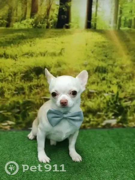 Пропала собака, мужской, проезд № 5253, Зеленоград - кремовый с белым пятнышком - photo