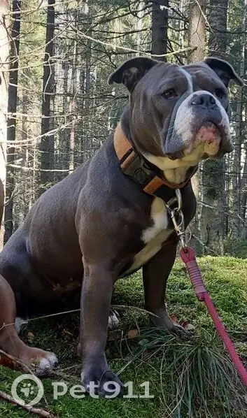 Пропала собака, женский пол, улица Энергетиков, Сертолово - добрая к людям - photo