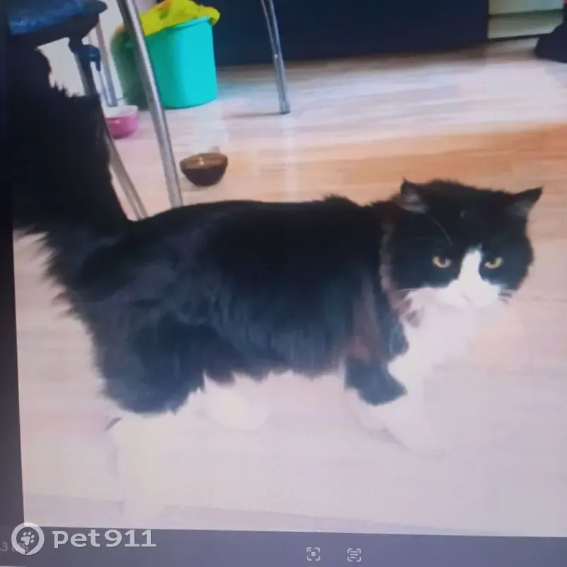 Пропал кот, переулок Плеханова, 28, Томск - большой и пушистый - photo