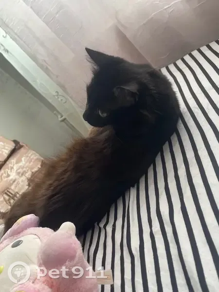 Пропал кот, улица Вильгельма де Геннина, Екатеринбург - крупный, черный окрас - photo