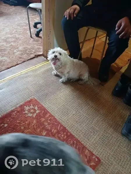 Пропала собака, женский, Чита, Забайкальский край - страдает эпилепсией - photo