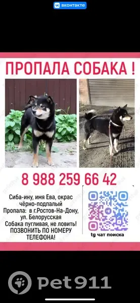 Пропала собака, девочка Ева, улица Белопусская, Ростов-на-Дону - photo