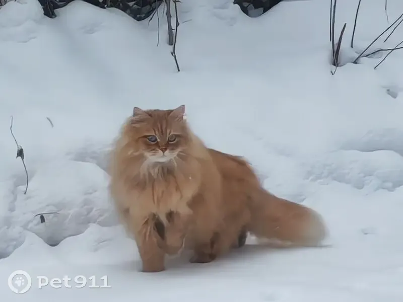 Пропал кот, Авиационная улица, 32, Лебяжье - рыжий крупный сибирский - photo