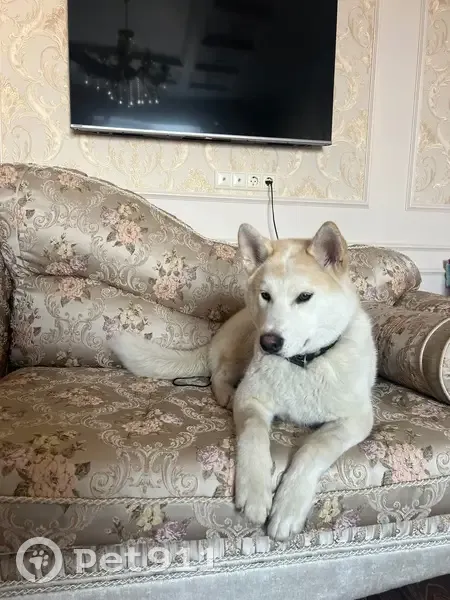 Пропал собака, городской округ Новочеркасск, Ростовская область - очень добрый и контактный - photo