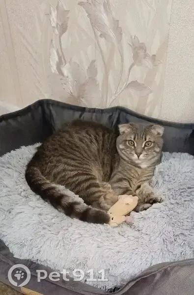 Пропала кошка, Калининградская улица, 136, Оренбург - серая с белым галстучком - photo