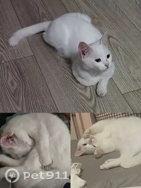 Пропала кошка, женский пол, улица Бограда, 55, Черногорск - полностью белая, сломанный кончик хвоста - photo