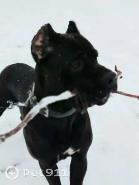 Пропал собака, мужской, улица Чехова, 39, Гатчина - чёрный с белым пятном - photo