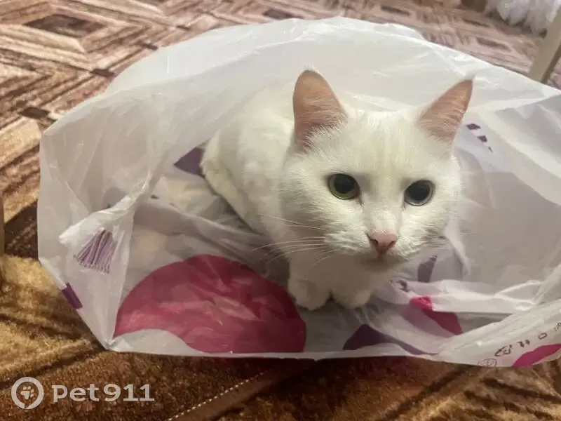 Пропал кот, Ленинградская улица, 108, Киржач - кастрированный, глаза разного цвета - photo