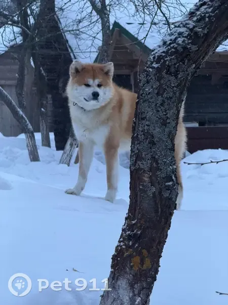 Пропал собака, мужской, Калязин, ул. Луначарского дом 3 - рыжий окрас - photo