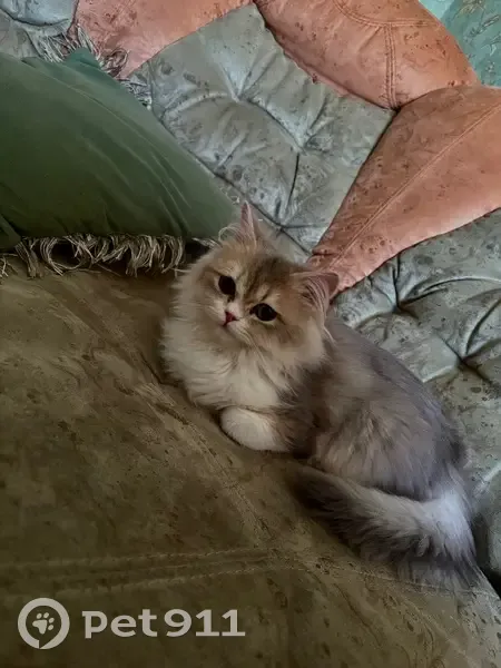 Пропал кот, Сафоново, Московская область - трёхцветный, убежал с поводком - photo