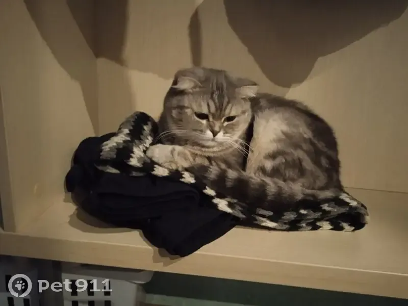 Пропала кошка, Школьная улица, 46, Ижевск - серая полосатая с оранжевыми глазами - photo