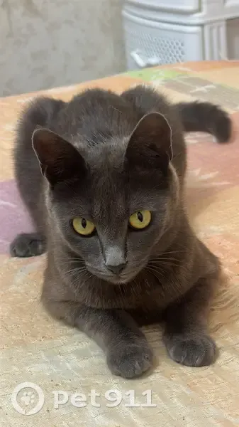 Пропала кошка, Беслан, Северная Осетия — Алания - серый окрас с рыжим оттенком - photo