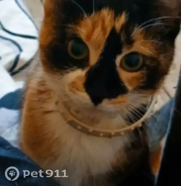 Пропала кошка, Кирпичный переулок, 4, Остров - кличка Ксюша, маленькая и шустрая - photo