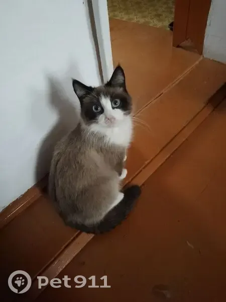 Пропал кот, Благовещенск, Башкортостан - photo