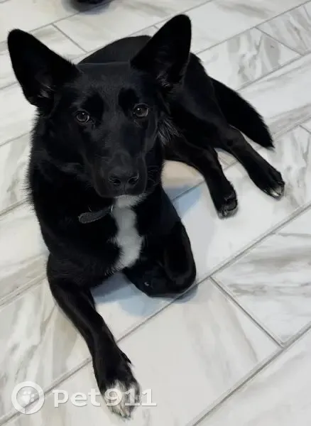 Пропала собака, улица Рифа Багаутдинова, 5Г, Нефтекамск - photo