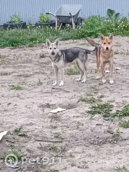 Пропала собака, Новокузнецк - photo