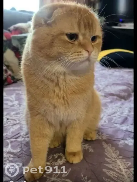 Найден кот, Санкт-Петербург - ласковый - photo