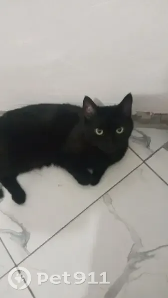 Пропал кот, Октябрьская улица, Синявское - черный, фиолетовый ошейник - photo