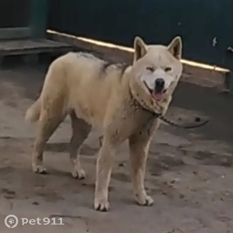 Пропал собака, мужской, Красноармейская улица, 120А, Чалтырь - крупная бежевая с голубыми глазами - photo