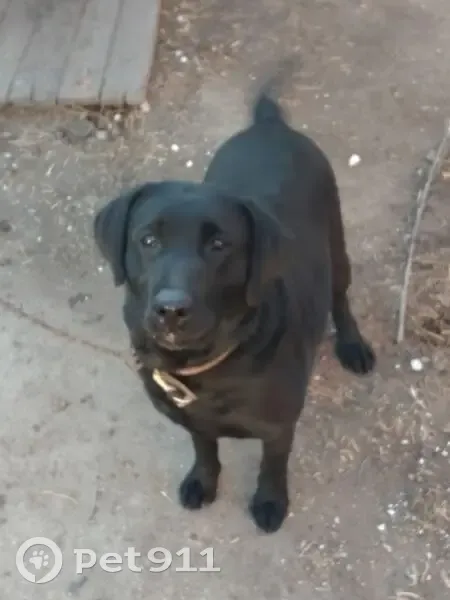 Пропала собака, улица Рахова, Чита - черный лабрадор, девочка - photo