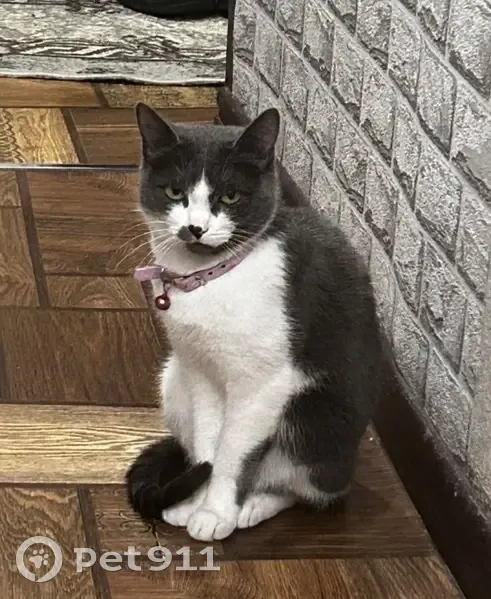 Пропала кошка, улица Энгельса, 35, Усолье-Сибирское - розовый ошейник, белая шерсть в виде сердечка - photo