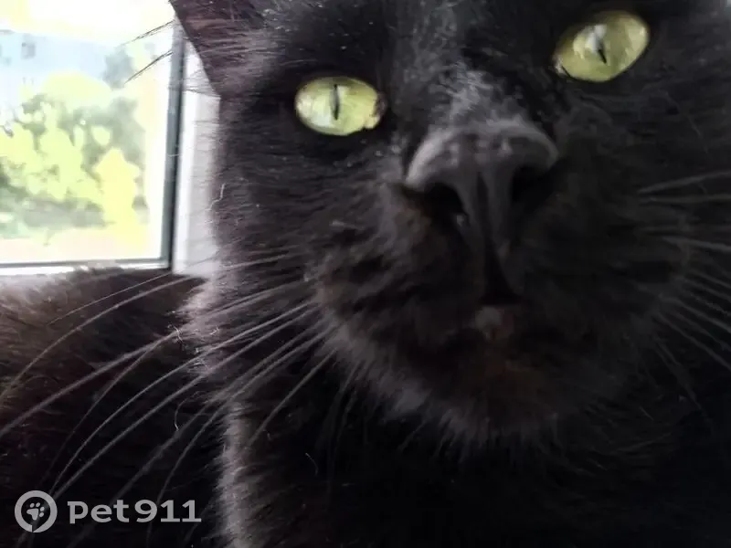 Пропал кот, Судоремонтная улица, Вологда - полностью чёрный, длинношёрстный - photo