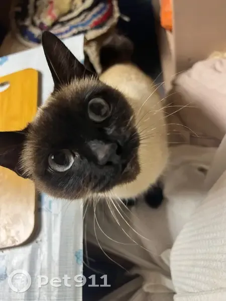 Пропала кошка, Ревкомовская улица, 3, Ростов-на-Дону - сиамская, хвостик купирован - photo