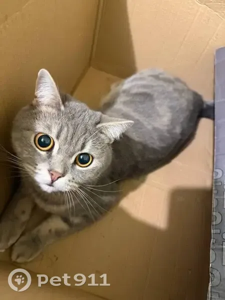 Пропал кот, улица Льва Толстого, 182, Ставрополь - зовут Изюм - photo